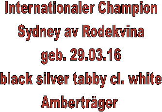 Champion
Sydney av Rodekvina
geb. 29.03.16
black silver tabby cl. white
Ambertrger 