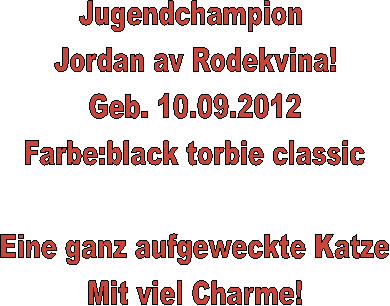 Jugendchampion 
Jordan av Rodekvina!
Geb. 10.09.2012
Farbe:black torbie classic

Eine ganz aufgeweckte Katze
Mit viel Charme!
