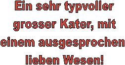 Ein sehr typvoller
 grosser Kater, mit 
einem ausgesprochen 
lieben Wesen!